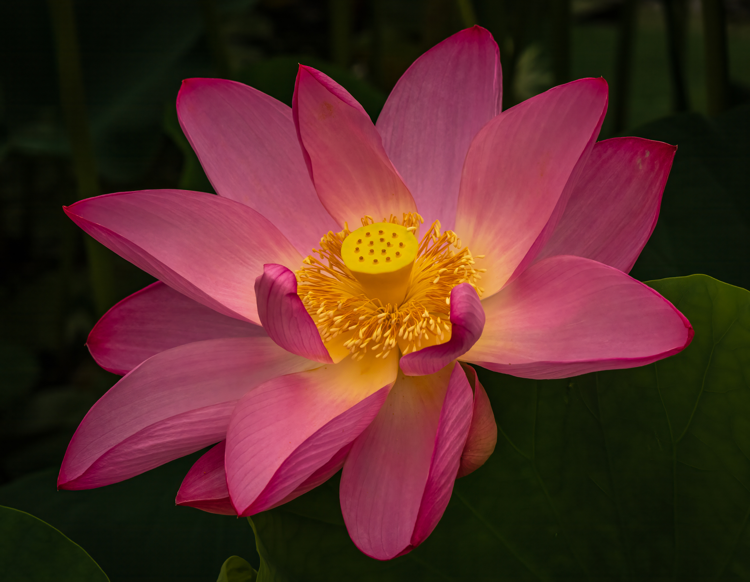 1st PrizeOpen Color In Class 3 By Debbie Blair For Sunny Center SEP-2025.jpg